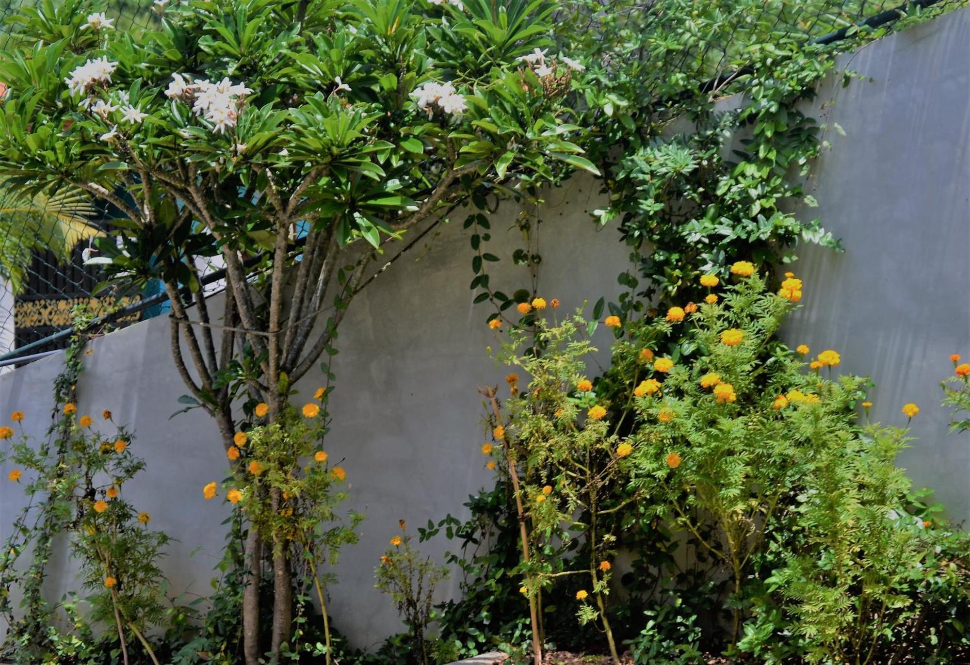 Bed and breakfast Bellaxy Ceylon Extérieur photo